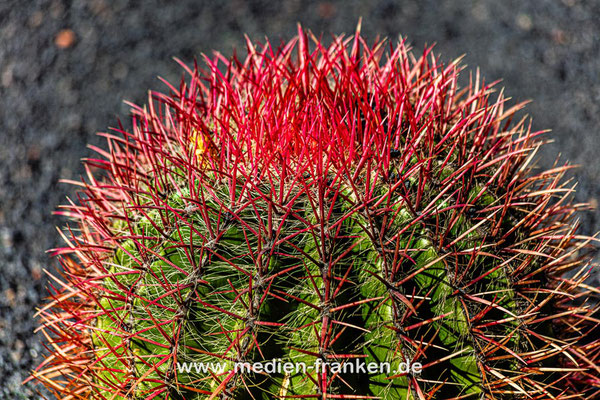 Jardin de Cactus von Cesar Manrique, Lanzarote