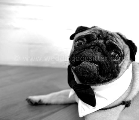 MATRIMONIO WEDDING DOG SITTER CARLINO CON PAPILLON PESCARA CASTELLO DI SEPTE