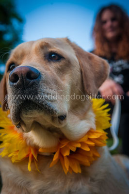 COLLARE PER CANE MATRIMONIO