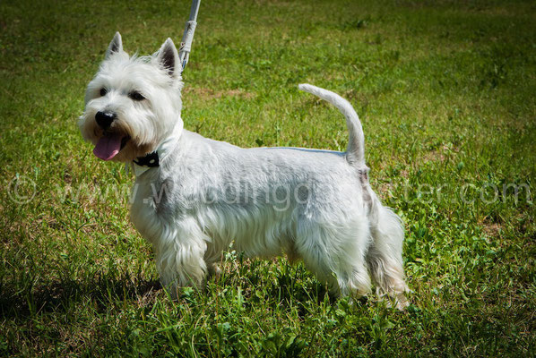 Cane con papillon