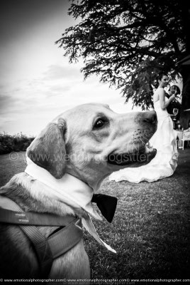 LABRADOR PARTECIPA AL MATRIMONIO ROMA WEDDING DOG SITTER