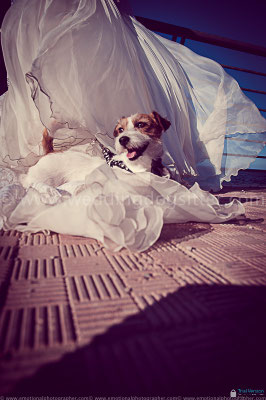 CANE SUL VESTITO DA SPOSA