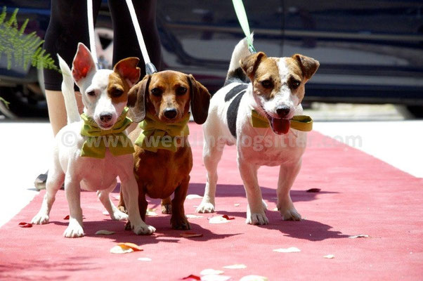 MATRIMONIO WEDDING DOG SITTER MATERA I LUOGHI DI PITTI