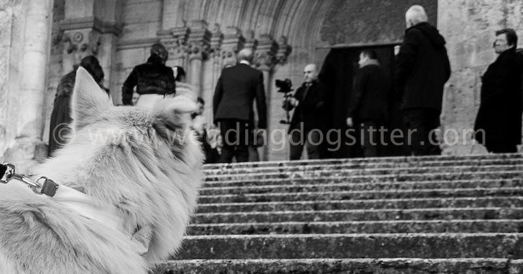 DOG CANE AL MATRIMONIO