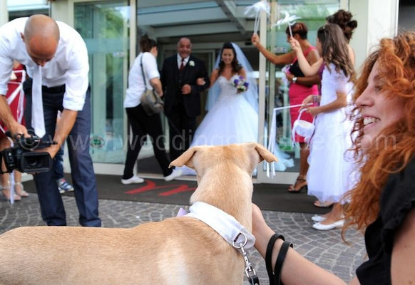 MATRIMONIO CON CANI WEDDING DOG SITTER ROMA Villa Fiorita