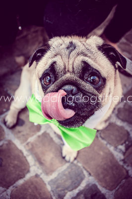 CARLINO PUG CON PAPILLON BOWTIE TUXEDO WEDDING