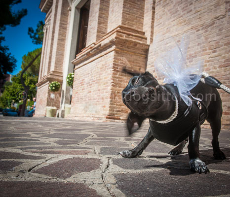 CANE CHIESA MATRIMONIO