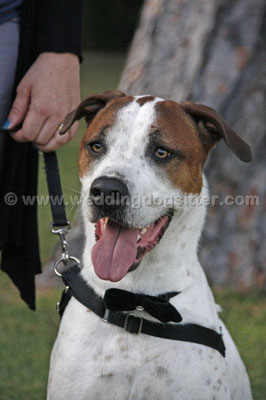 MATRIMONIO WEDDING DOG SITTER ROMA