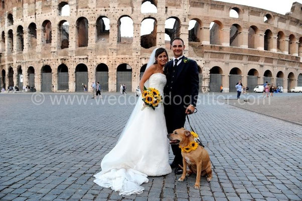 PIT BULL AL MATRIMONIO CON COLLARE FIORI ROMA COLOSSEO FOTO