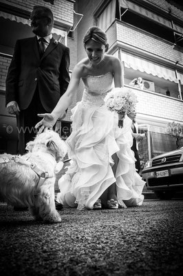 WEDDING DOG SITTER NAPOLI