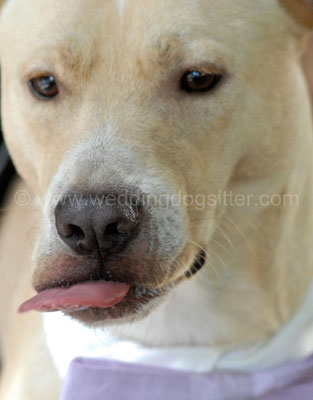MATRIMONIO CON CANI WEDDING DOG SITTER ROMA Villa Fiorita
