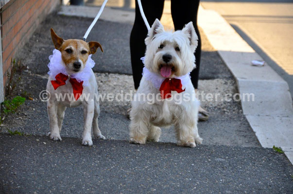 MATRIMONIO WEDDING DOG SITTER TIVOLI