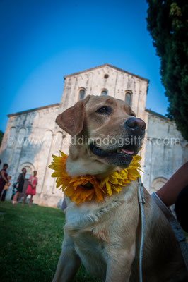 CANE AL MATRIMONIO A PESCARA