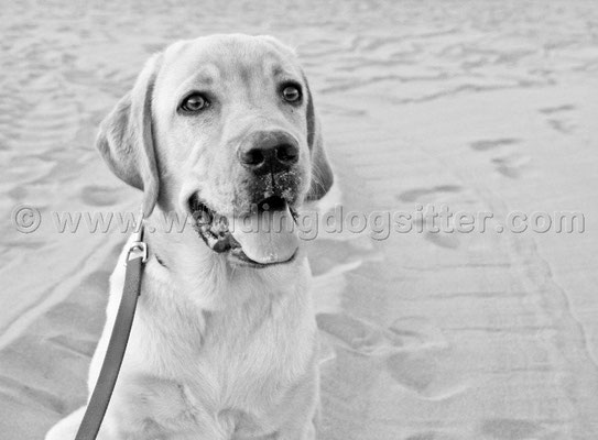 MATRIMONIO WEDDING DOG SITTER ROMA