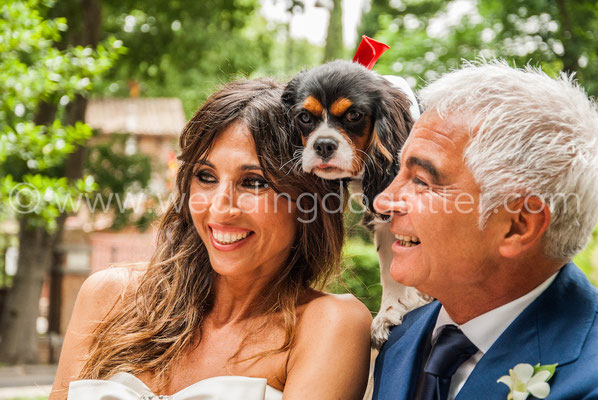 SPOSI CON IL CANE WEDDING DOGSITTING
