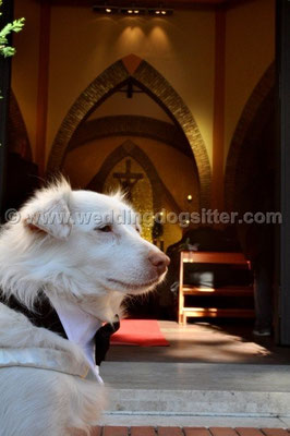 MATRIMONIO WEDDING DOG SITTER PESCARA