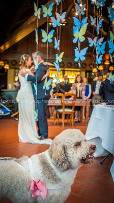 BALLO SPOSI CON CANE AL MATRIMONIO IDEE ORIGINALI