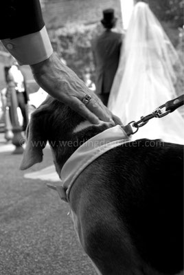MATRIMONIO WEDDING DOG SITTER ROMA CASTELLI ROMANI TENUTA CUSMANO
