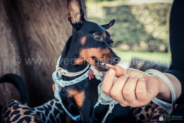 WEDDING DOG SITTER ROMA TOSCANA NAPOLI TENUTA SAN LIBERATO BRACCIANO