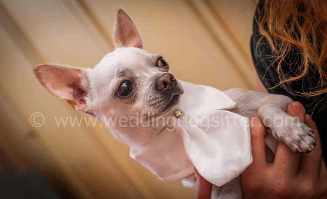 CRAVATTINO PER CANE MATRIMONIO