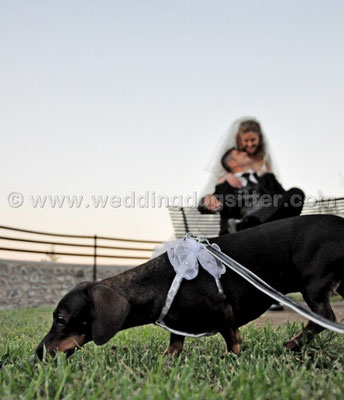 MATRIMONIO WEDDING DOG SITTER CAMPAGNANO