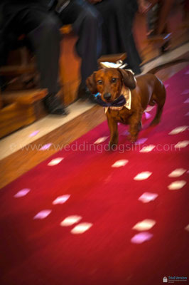CANI IN CHIESA POSSONO ENTRARE? CANE PAGGETTO AL MATRIMONIO
