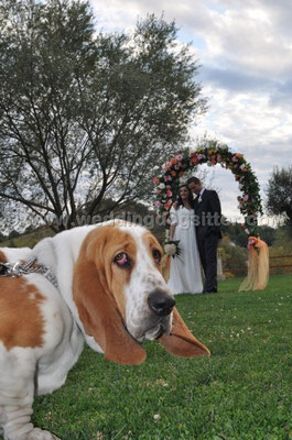 MATRIMONIO WEDDING DOG SITTER MONTEROTONDO
