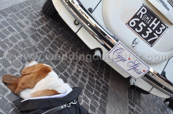 MATRIMONIO WEDDING DOG SITTER MONTEROTONDO