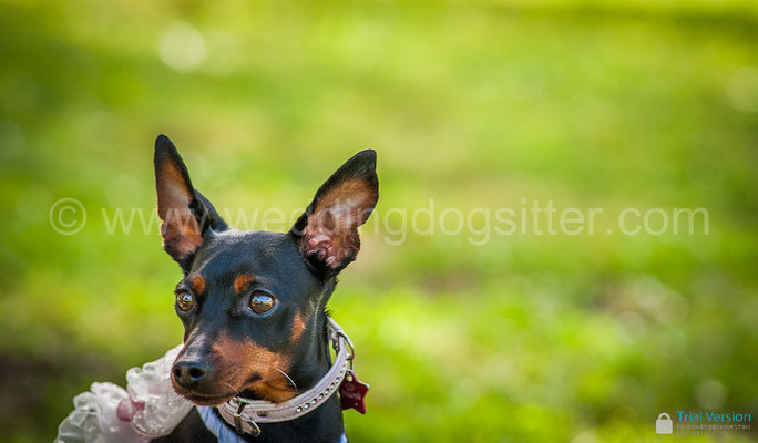 PINSCHER ALLE NOZZE WEDDING DOG ROMA TENUTA SAN LIBERATO BRACCIANO