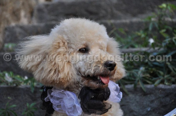 MATRIMONIO WEDDING DOG SITTER VITERBO