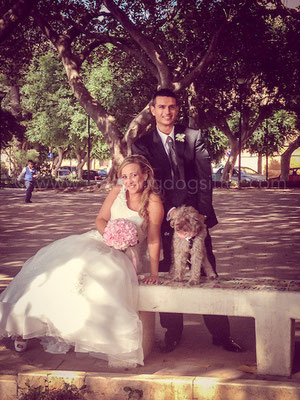 WEDDING DOG SITTER SICILIA