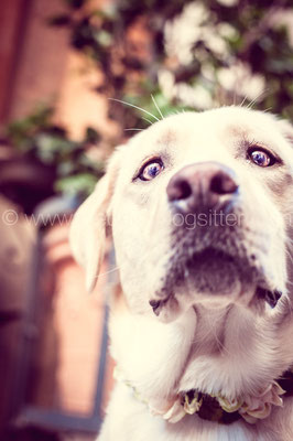 LABRADOR AT WEDDING
