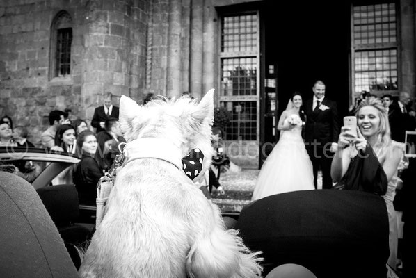 Foto di cane al matrimonio