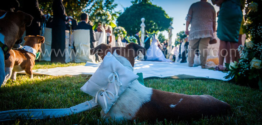 CANE PAGGETTO CUSCINO PORTAFEDI MATRIMONIO