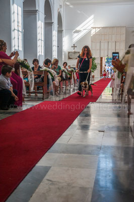 Cane paggetto porta le fedi in chiesa