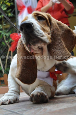 MATRIMONIO WEDDING DOG SITTER MONTEROTONDO