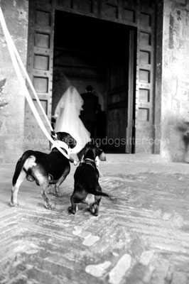 SPOSA ENTRA IN CHIESA SANT'ANDREA VITERBO CON I CANI WEDDING DOG SITTER MATRIMONIO A I DUE CIGNI
