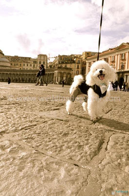 MATRIMONIO WEDDING DOG SITTER NAPOLI