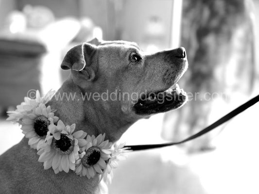 PITBULL WEDDING DOG SITTER ROMA