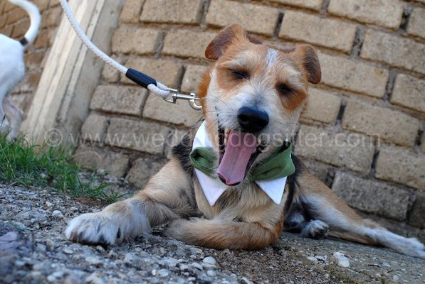 CANE JACK RUSSEL CON PAPILLON TOR DE SORDI
