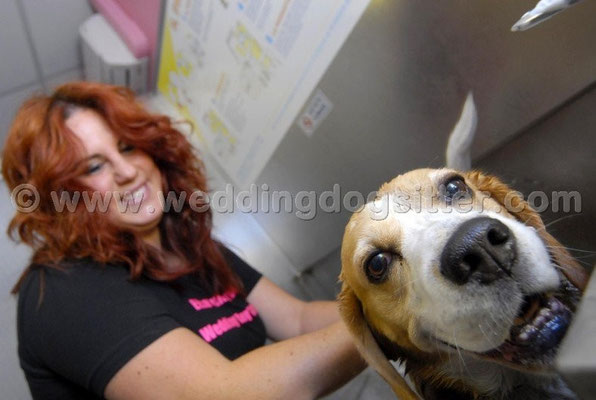 MATRIMONIO WEDDING DOG SITTER ROMA