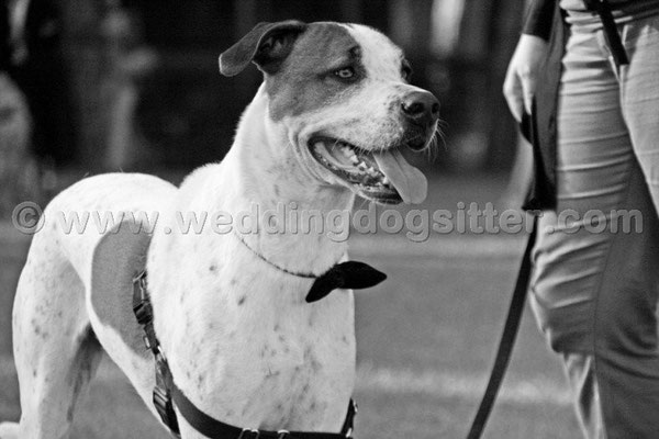 MATRIMONIO WEDDING DOG SITTER NETTUNO