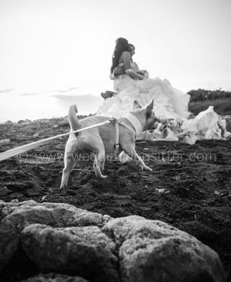 CHIHUAHUA AL MATRIMONIO A ROMA