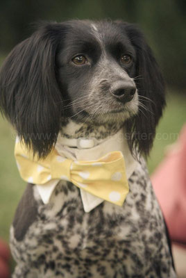 cane con papillon farfallino per matrimonio wedding polka dot tenuta sant' eusebio