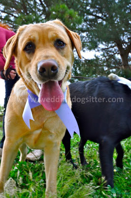 MATRIMONIO WEDDING DOG SITTER CAPUA