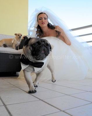 MATRIMONIO WEDDING DOG SITTER PESCARA CASTELLO DI SEPTE