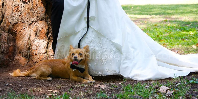 MATRIMONIO WEDDING DOG SITTER ROMA RESIDENZA CASTEL VERDE