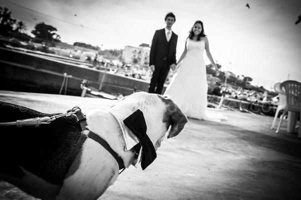 Sposi con il cane a Palermo Wedding Dog Sitter sicilia