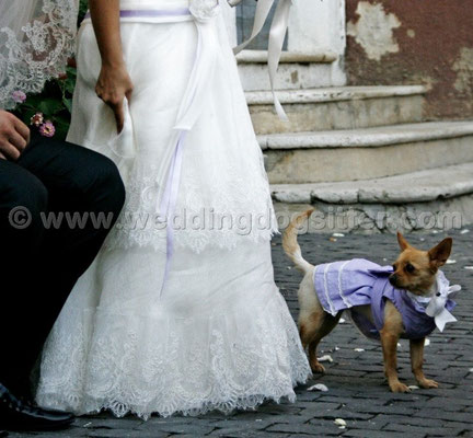 MATRIMONIO WEDDING DOG SITTER FROSINONE
