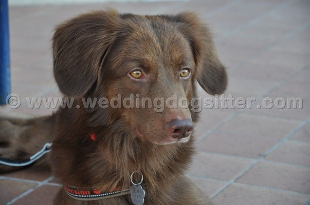 MATRIMONIO WEDDING DOG SITTER ROMA